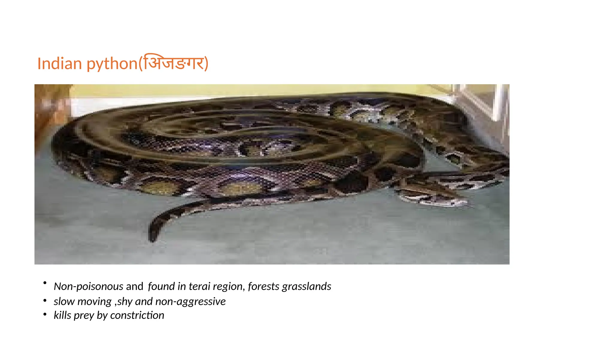 Indian python(अिजङगर)
• Non-poisonous and found in terai region, forests grasslands
• slow moving ,shy and non-aggressive
• kills prey by constriction
 