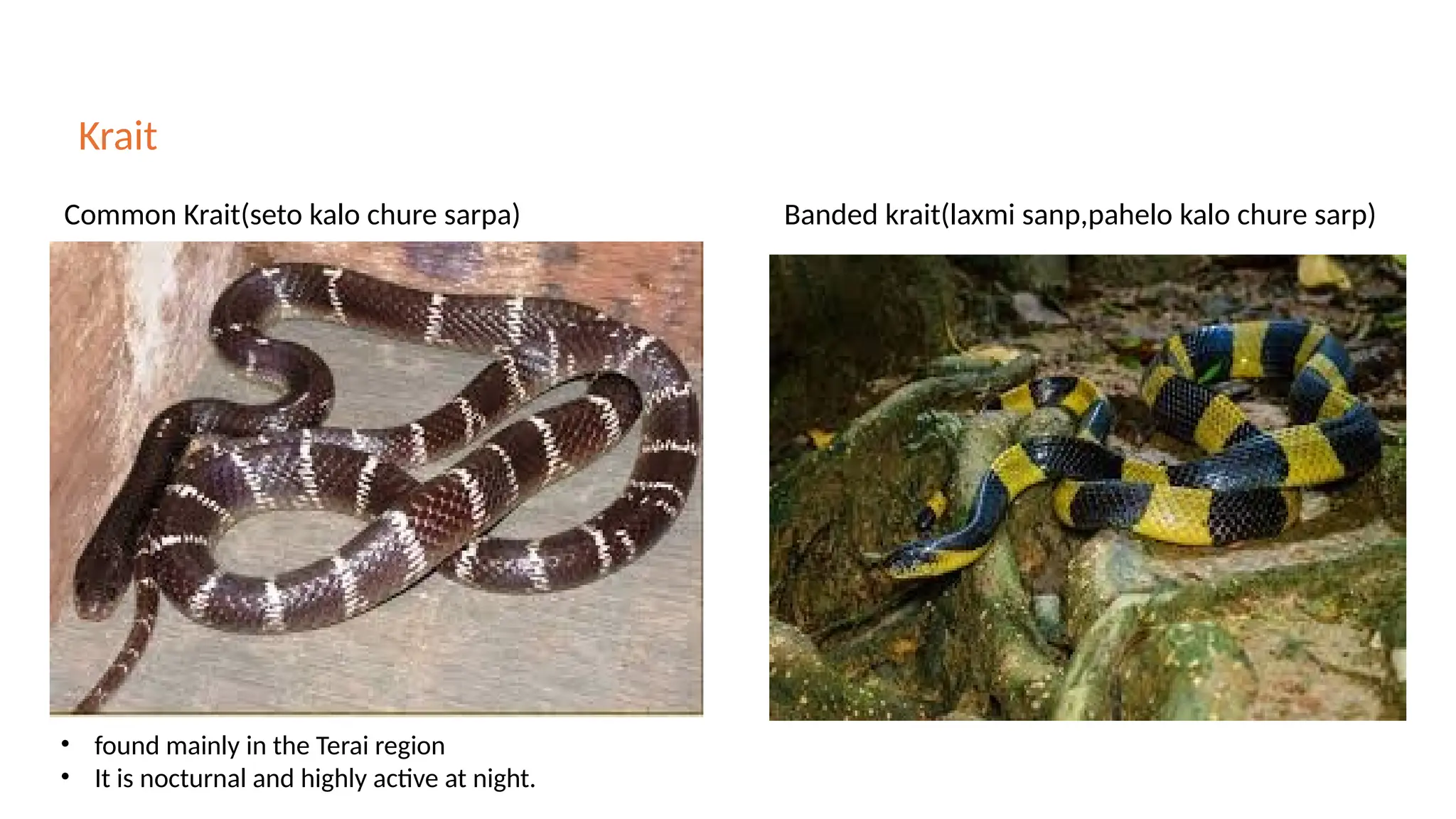 Krait
Common Krait(seto kalo chure sarpa) Banded krait(laxmi sanp,pahelo kalo chure sarp)
• found mainly in the Terai region
• It is nocturnal and highly active at night.
 