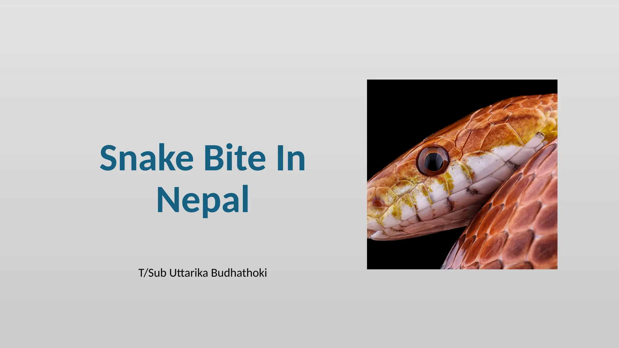 Snake Bite In
Nepal
T/Sub Uttarika Budhathoki
 