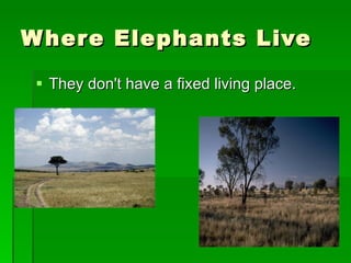 Where Elephants Live They don't have a fixed living place. 