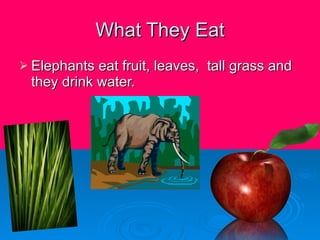 What They Eat Elephants eat fruit, leaves,  tall grass and they drink water. 