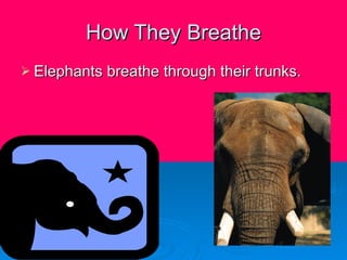 How They Breathe Elephants breathe through their trunks. 