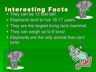 Interesting Facts They can be 13 feet tall! Elephants tend to live 16-17 years. They are the largest living land mammal. They can weigh up to 8 tons! Elephants are the only animal that can't jump. 