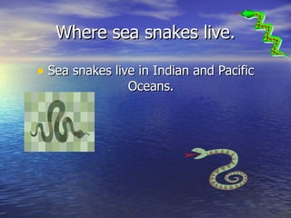 Where sea snakes live. Sea snakes live in Indian and Pacific Oceans. 