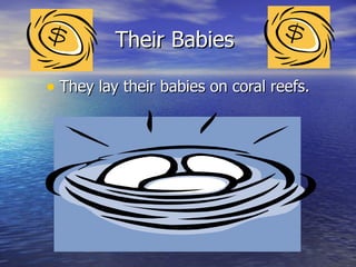 Their Babies  They lay their babies on coral reefs. 