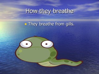 How they breathe They breathe from gills. 