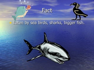Fact Eaten by sea birds, sharks, bigger fish. 