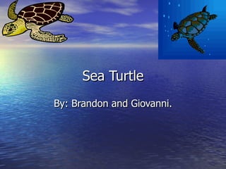 Sea Turtle By: Brandon and Giovanni. 