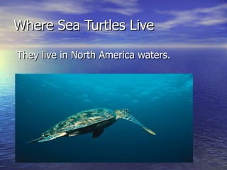 Where Sea Turtles Live They live in North America waters. 