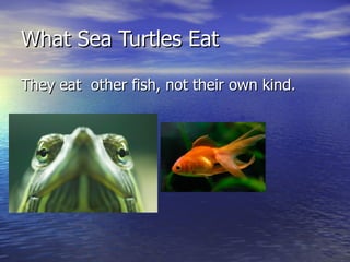 What Sea Turtles Eat They eat  other fish, not their own kind. 
