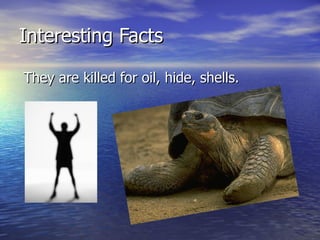 Interesting Facts They are killed for oil, hide, shells. 