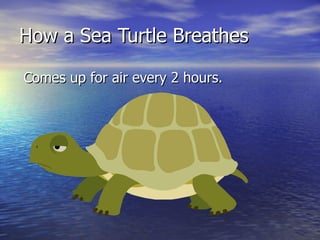 How a Sea Turtle Breathes Comes up for air every 2 hours. 
