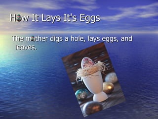 How It Lays It's Eggs The mother digs a hole, lays eggs, and leaves. 