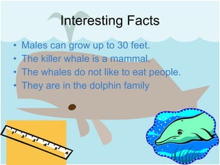 Interesting Facts Males can grow up to 30 feet. The killer whale is a mammal. The whales do not like to eat people. They are in the dolphin family 
