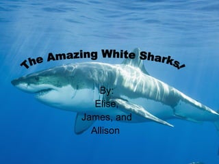 By: Elise, James, and Allison  The Amazing White Sharks! 