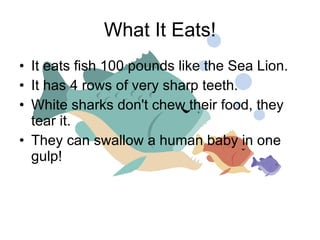 What It Eats! It eats fish 100 pounds like the Sea Lion. It has 4 rows of very sharp teeth. White sharks don't chew their food, they tear it. They can swallow a human baby in one gulp! 