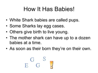 How It Has Babies! White Shark babies are called pups. Some Sharks lay egg cases. Others give birth to live young. The mother shark can have up to a dozen babies at a time. As soon as their born they’re on their own. 