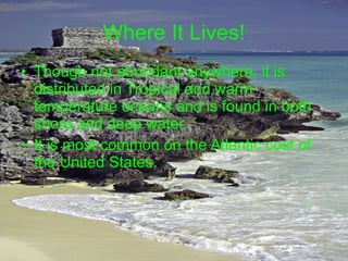 Where It Lives! Though not abundant anywhere, it is distributed in Tropical and warm temperature oceans and is found in both shore and deep water. It is most common on the Atlantic cost of the United States. 
