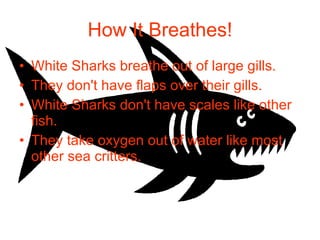 How It Breathes! White Sharks breathe out of large gills. They don't have flaps over their gills. White Sharks don't have scales like other fish. They take oxygen out of water like most other sea critters.  