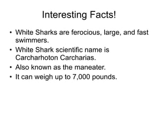 Interesting Facts! White Sharks are ferocious, large, and fast swimmers. White Shark scientific name is Carcharhoton Carcharias. Also known as the maneater. It can weigh up to 7,000 pounds. 