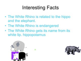 Interesting Facts The White Rhino is related to the hippo and the elephant. The White Rhino is endangered The White Rhino gets its name from its white lip. hippopotamus  = 
