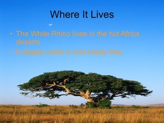 Where It Lives The White Rhino lives in the hot Africa deserts It sleeps under a cool shady tree. 