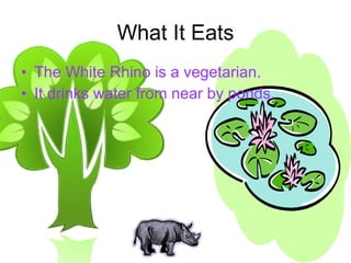 What It Eats The White Rhino is a vegetarian. It drinks water from near by ponds. 
