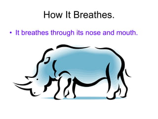 How It Breathes. It breathes through its nose and mouth. 
