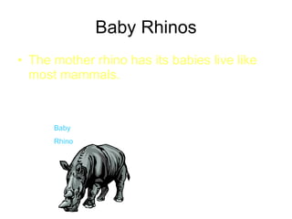 Baby Rhinos The mother rhino has its babies live like most mammals. Baby Rhino 