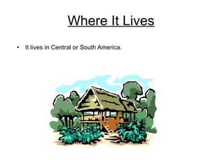 Where It Lives It lives in Central or South America. 