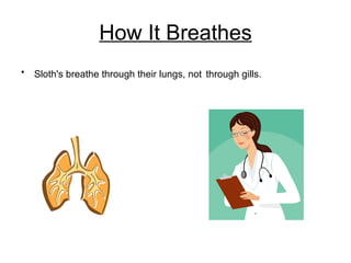 How It Breathes Sloth's breathe through their lungs, not   through gills. 