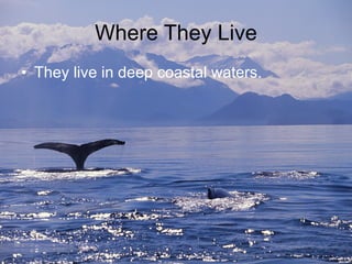 Where They Live They live in deep coastal waters. 