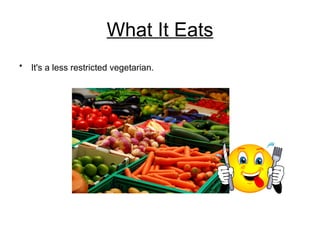What It Eats It's a less restricted vegetarian.   