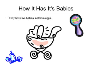 How It Has It's Babies They have live babies, not from eggs. 