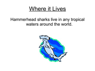 Where it Lives Hammerhead sharks live in any tropical waters around the world. 