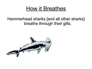 How it Breathes Hammerhead sharks [and all other sharks] breathe through their gills. 