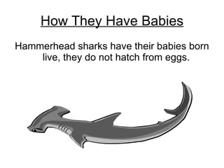 How They Have Babies Hammerhead sharks have their babies born live, they do not hatch from eggs. 