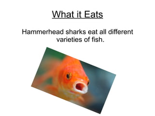 What it Eats Hammerhead sharks eat all different varieties of fish. 