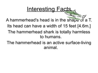 Interesting Facts A hammerhead's head is in the shape of a T. Its head can have a width of 15 feet [4.6m.] The hammerhead shark is totally harmless to humans. The hammerhead is an active surface-living animal. 