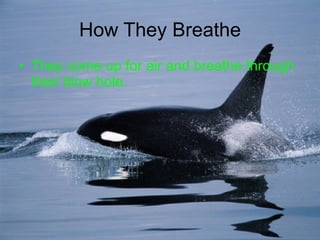 How They Breathe They come up for air and breathe through their blow hole. 