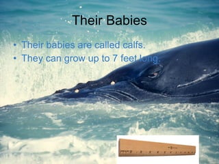 Their Babies Their babies are called calfs.  They can grow up to 7 feet long. 