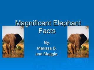 Magnificent Elephant Facts By, Marissa B, and Maggie  