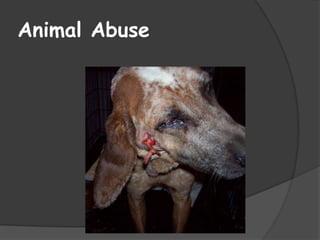 Animal Abuse 