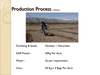 Production Process  ( Pakistan) Fertilizing & Seeds: October ~ December  DAP Potash : 50Kg Per Acre Water : As per requirement. Urea : 50 Kg x 4 Bags Per Acre 