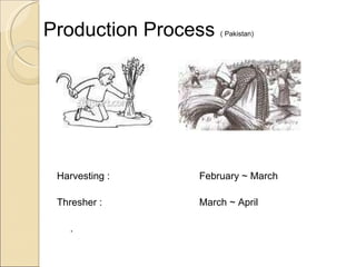 Production Process  ( Pakistan) Harvesting : February ~ March Thresher : March ~ April . 