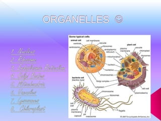 Organelles   1. Nucleus 2. Ribosome 3. Endoplasmic Reticulum 4. Golgi Bodies 5. Mitochondria 6. Vacuoles  7. Lysosomes 8.  Chloroplast  