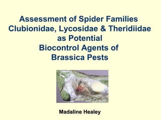 Assessment of Spider Families
Clubionidae, Lycosidae & Theridiidae
as Potential
Biocontrol Agents of
Brassica Pests
Madaline HealeyMadaline Healey
 