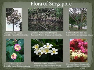 Flora of Singapore●Common name: Seraya   Scientific Name: Shoreacurtisii●Common Name: Black Mangrove   Scientific Name: Bruguieragymnorhiza●Common Name: Rain Tree   Scientific Name: Samaneasaman●Common Name: Frangipani   Scientific Name: Plumeriaobtusa●Common Name: Lantana   Scientific Name: Lantana camara●Common Name: Bougainvillea   Scientific Name: Bougainvillea Glabra