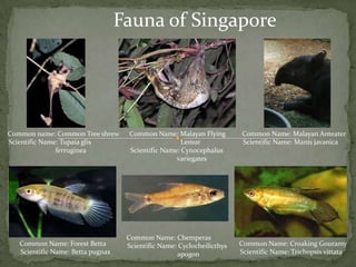 Fauna of Singapore●Common name: Common Tree shrew   Scientific Name: Tupaiaglisferruginea●Common Name: Malayan Flying                                 Lemur   Scientific Name: Cynocephalus                               variegates●Common Name: Malayan Anteater   Scientific Name: Manisjavanica●Common Name: Chemperas   Scientific Name: Cyclocheilicthysapogon●Common Name: Forest Betta   Scientific Name: Bettapugnax●Common Name: Croaking Gouramy   Scientific Name: Trichopsisvittata