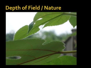 Depth of Field / Nature